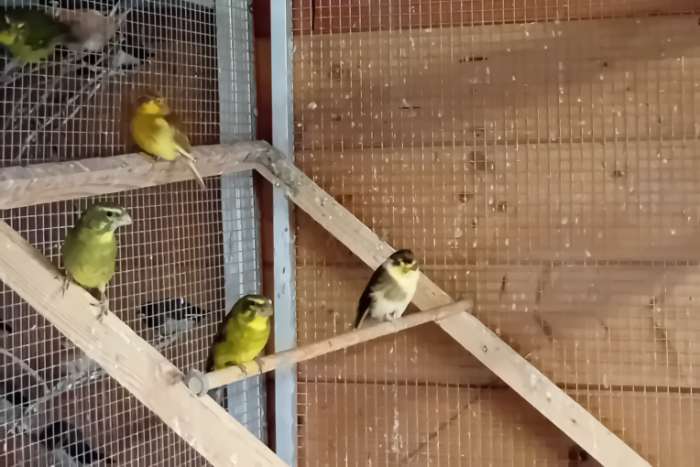 dikbekken, van 2023 en 2025