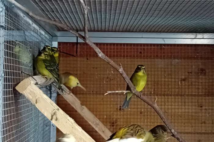 dikbekken, van 2023 en 2025