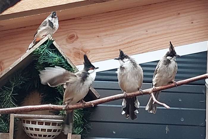 koppel roodoor met dna