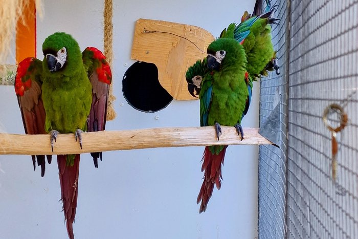 ara severa poppen en mannen te koop