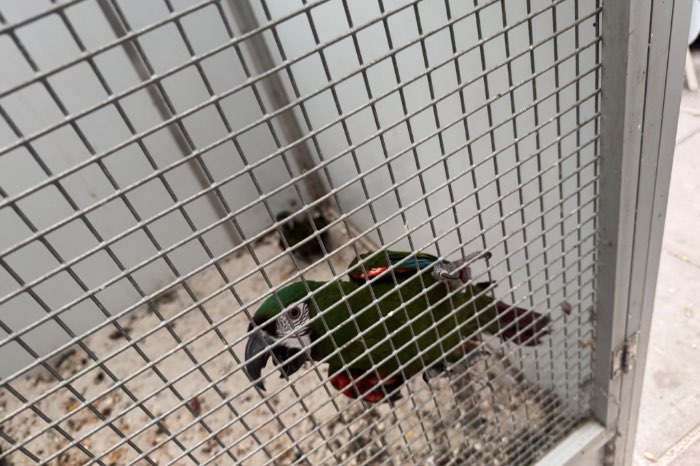 ara severa poppen en mannen te koop