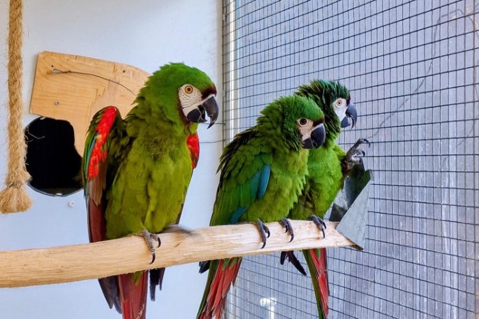 ara severa poppen en mannen te koop