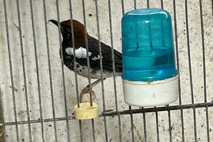 kastanjekoplijster (zoothera interpres)