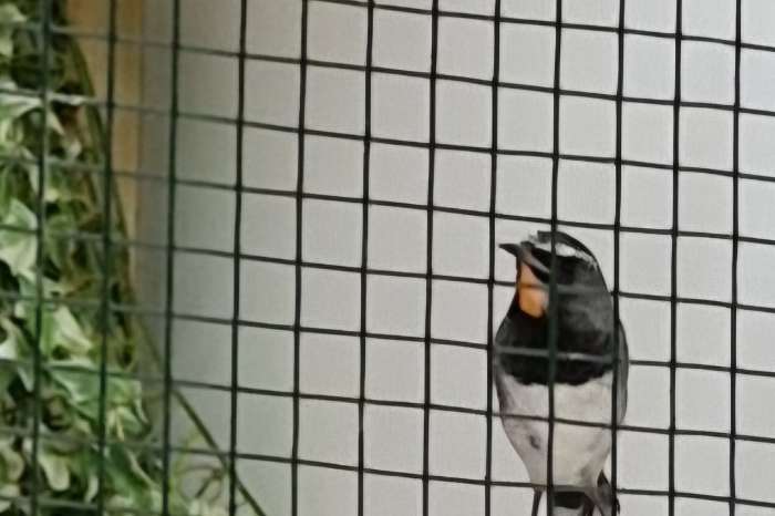 calliope/luscinia  pectoralis