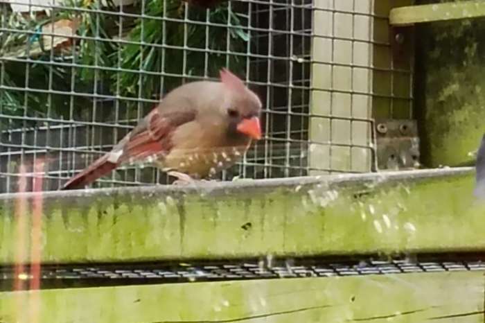 rode kardinaal poppen