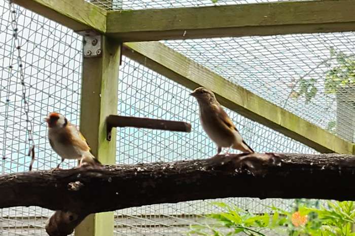 ruilen bloemputter en kneu