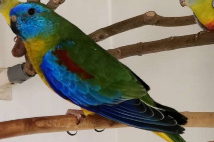 turquoisine parkieten - zuiver wildkleur