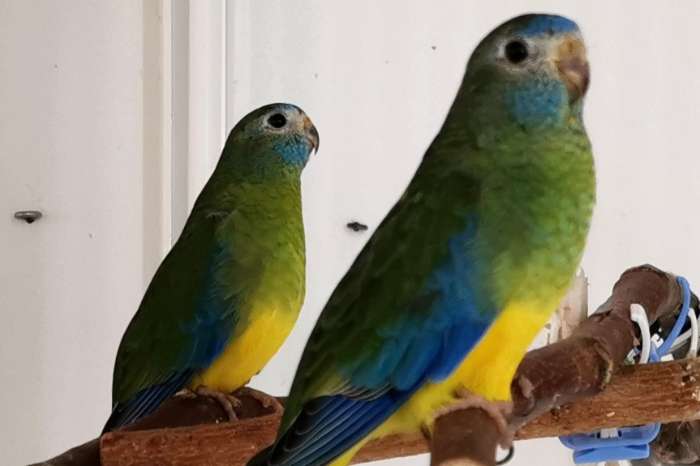 turquoisine parkieten - zuiver wildkleur