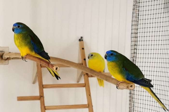 turquoisine parkieten - zuiver wildkleur