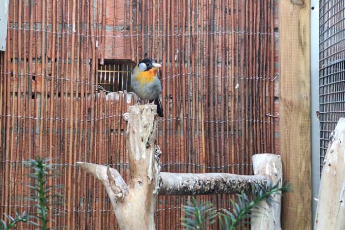 zilveroornachtegaal.