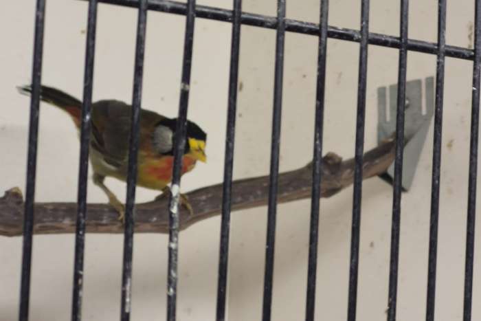 zilveroor nachtegalen 1-1-1