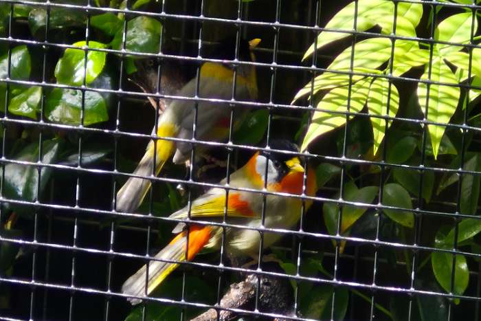 zilveroor nachtegalen 1-1-1