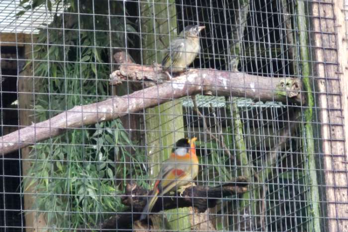 zilveroor nachtegalen 1-1-1