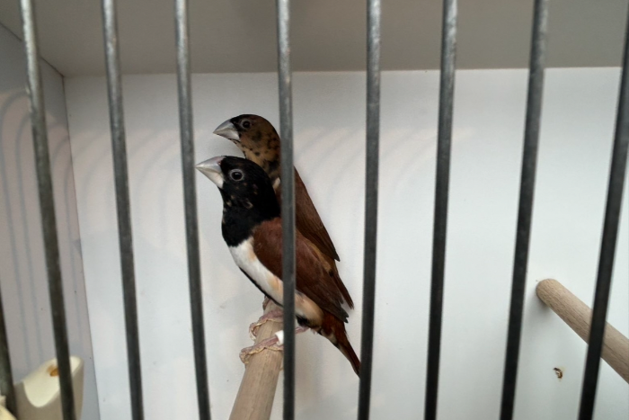 lonchura malacca / driekleurnon