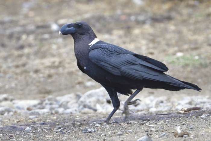 corvus albicollis and corvus crassirostris