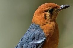 te koop: kweekkoppel damalijsters