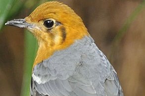 te koop: kweekkoppel damalijsters