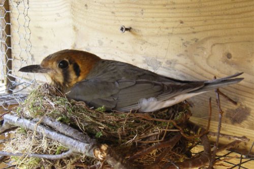 te koop: kweekkoppel damalijsters