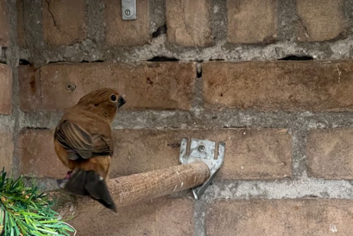 braziliaanse blauwe bisschoppen