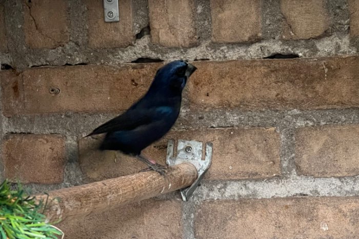 braziliaanse blauwe bisschoppen