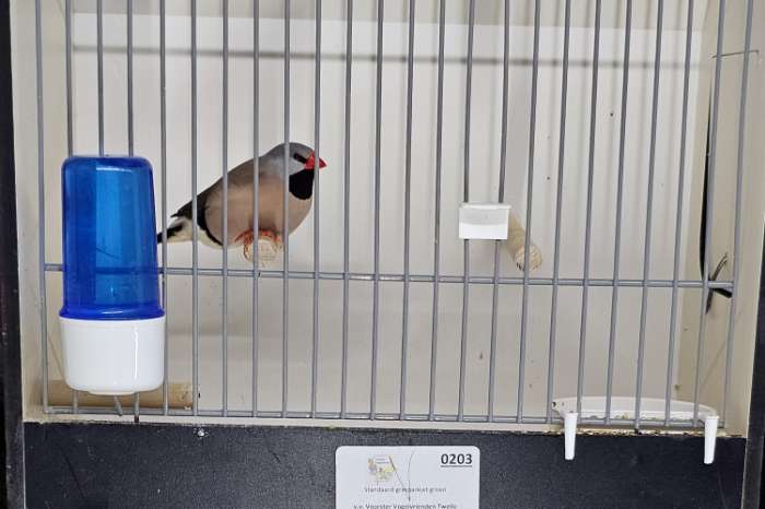 2 spitsstaart amadine mannen te koop