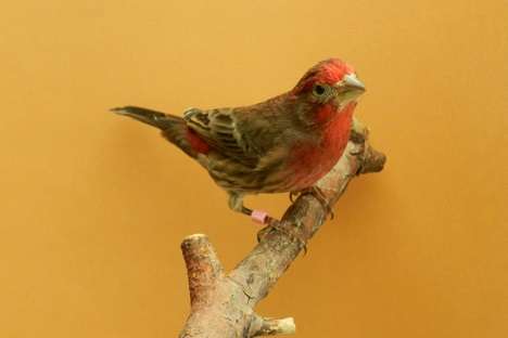 mexicaanse roodmussen split wit