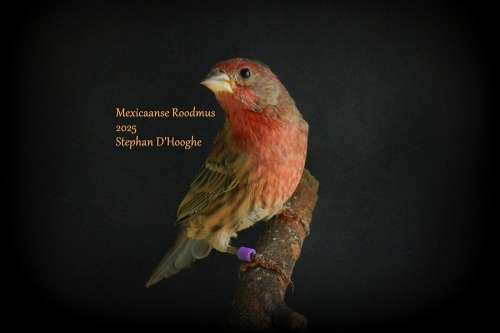 mexicaanse roodmussen split wit