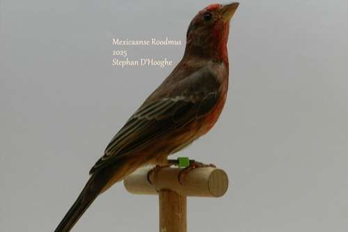 mexicaanse roodmussen split wit