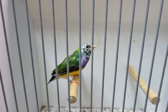 bonte gould amandine man 2025