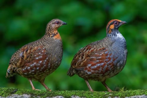 heuvelbos patrijs torquela