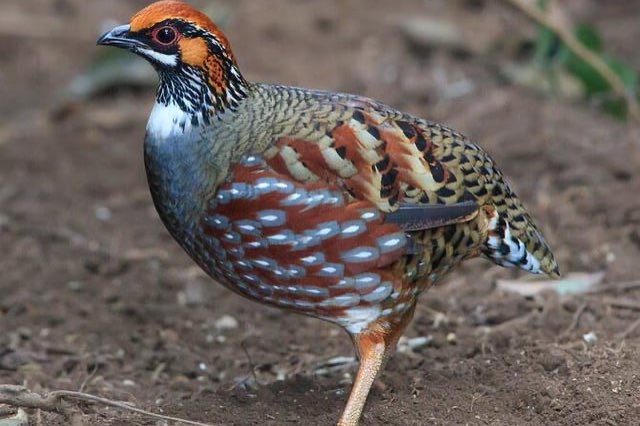 heuvelbos patrijs torquela