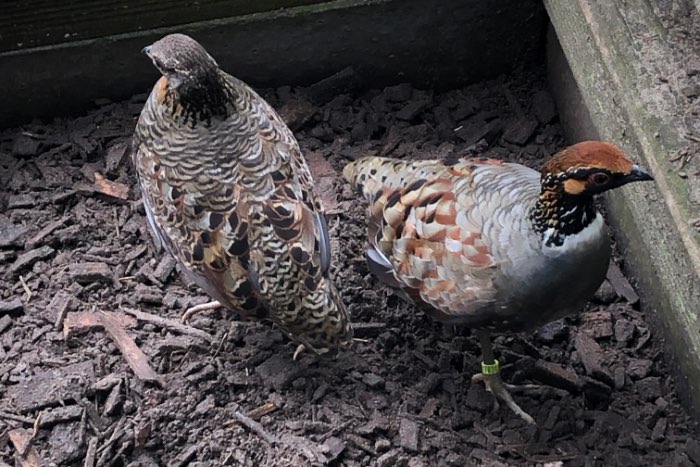 heuvelbos patrijs torquela