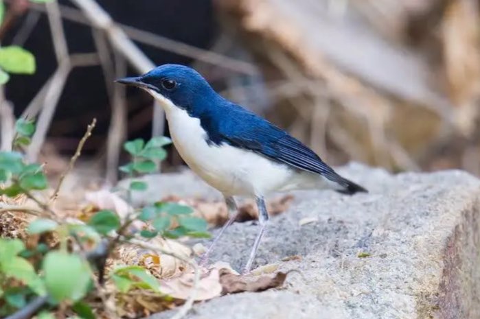 siberische blauwe nachtegaal