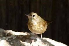 siberische blauwe nachtegaal