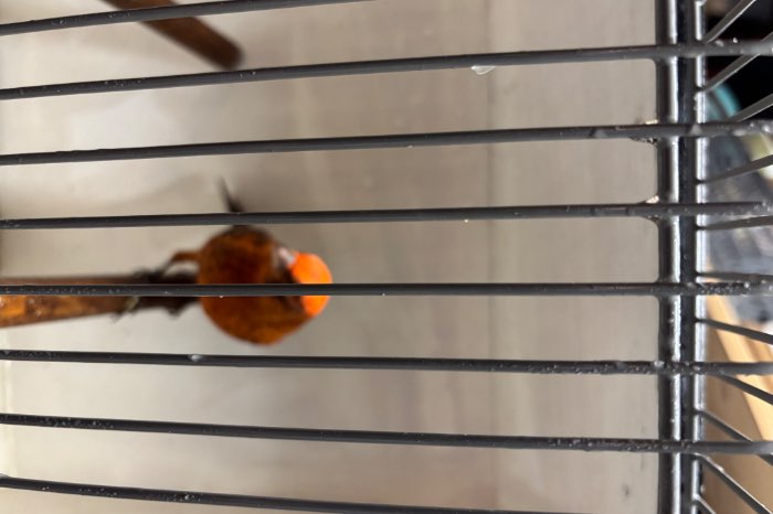 te koop rode lizards