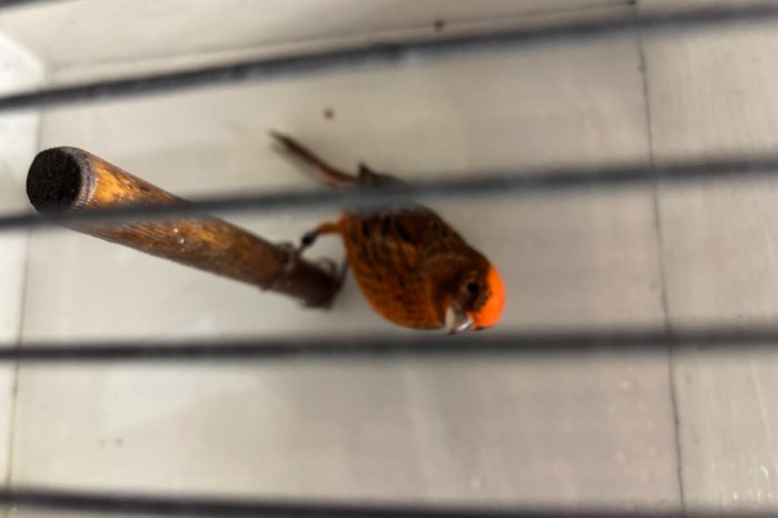 te koop rode lizards