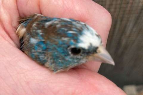 bonte lazulivink man, passerina amoena.