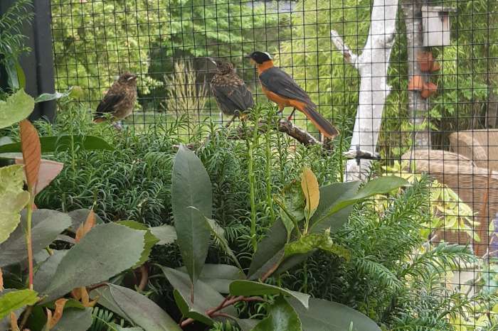 1-1 sneeuwkruintapuiten