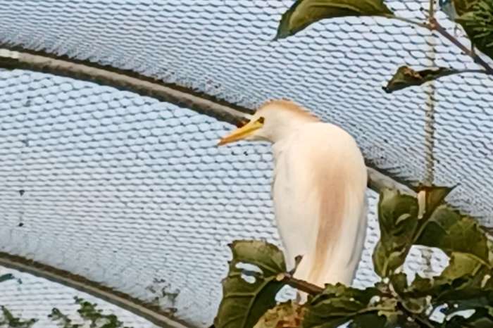 koereiger - subulcus ibis 1-0