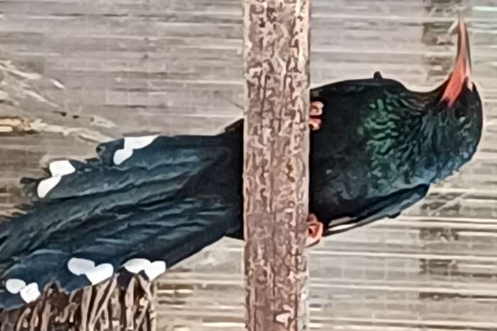 roodsnavel hop - phoeniculus purpureus