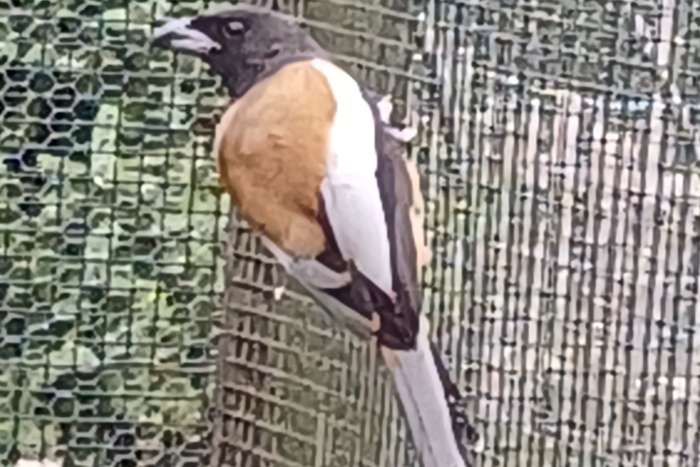 rosse boomekster/ dendrocitta vagabunda 1-0