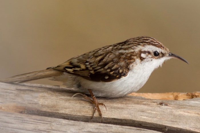 boomklever - boomkruiper