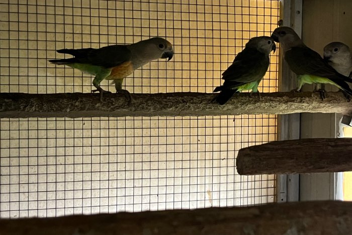 1-2 poicephalus rufiventris