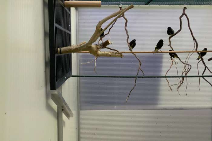 zwarte sijzen- koppel