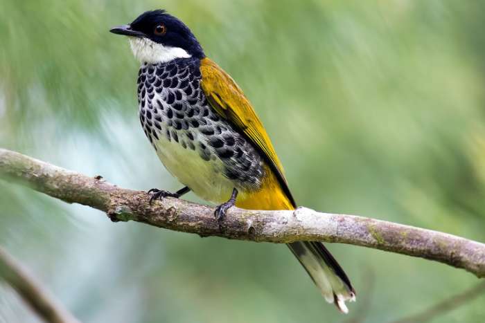 koppel schubborst buulbuuls