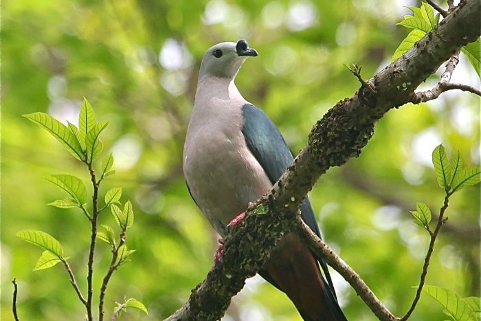 available for december