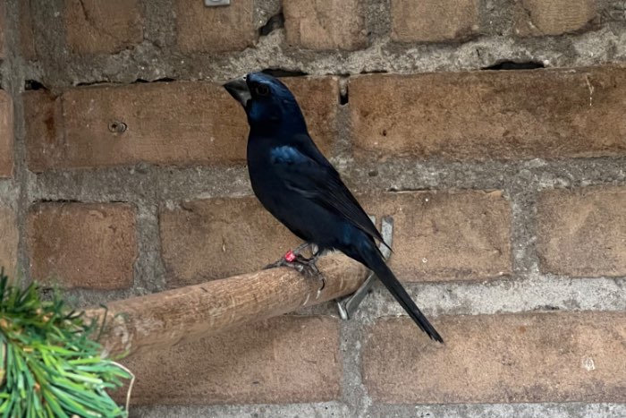 braziliaanse blauwe bisschoppen