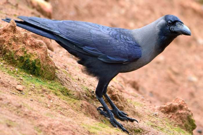 house crow (corvus splendens)