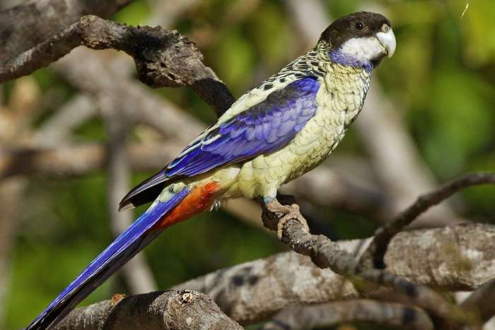 northern rosella (platycercus venustus )