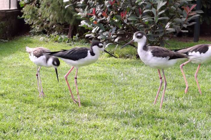 mexicaanse steltkluut